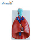 Teaching Human Anatomical Model Larynx Heart And Lung Model  VIC-320