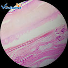 Microscope Teaching Glass Appendix Histology Slide 100pcs  For College
