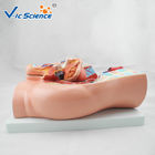 37cm Hospital Teaching 2 Parts PVC Anatomical Pelvis Model